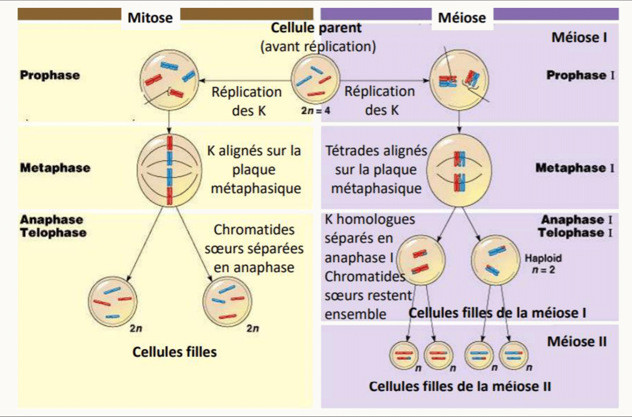 Tableau comparatif de la mitose et de la méiose, étape par étape