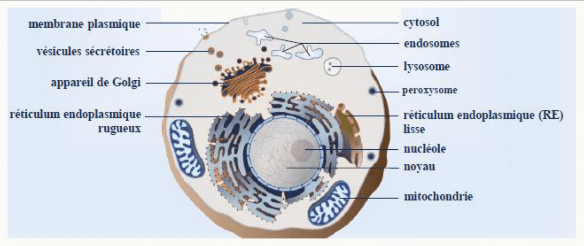 Compartiments de la cellule eucaryote : réticulum, Golgi, endosomes, lysosomes, peroxysomes et mitochondries