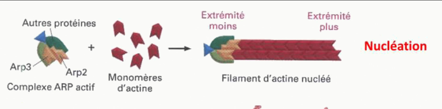Complexe Arp2/3 amorçant la nucléation d'un nouveau filament d'actine