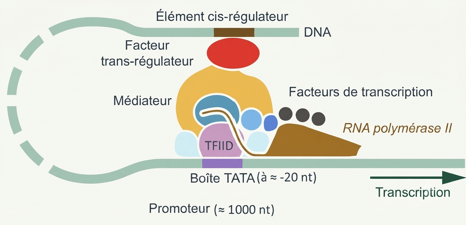 Complexe de pré-initiation de la transcription : TFIID sur le promoteur, facteurs et ARN polymérase II