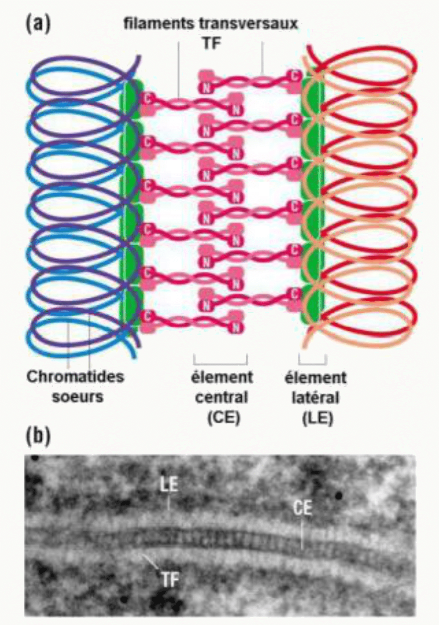 Complexe synaptonémal avec ses éléments latéraux, son élément central et ses filaments transversaux