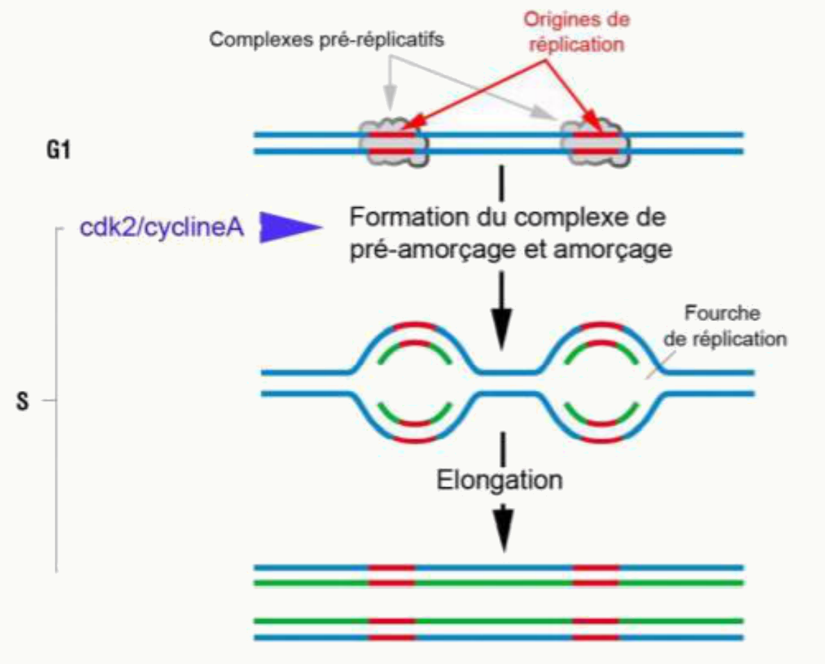 Complexes pré-réplicatifs aux origines de réplication, amorçage puis élongation des fourches
