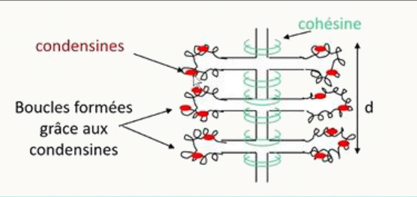 Condensines organisant la chromatine en boucles, aux côtés de la cohésine