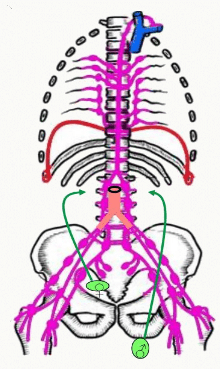 Conduit thoracique et drainage lymphatique de la moitié inférieure du corps