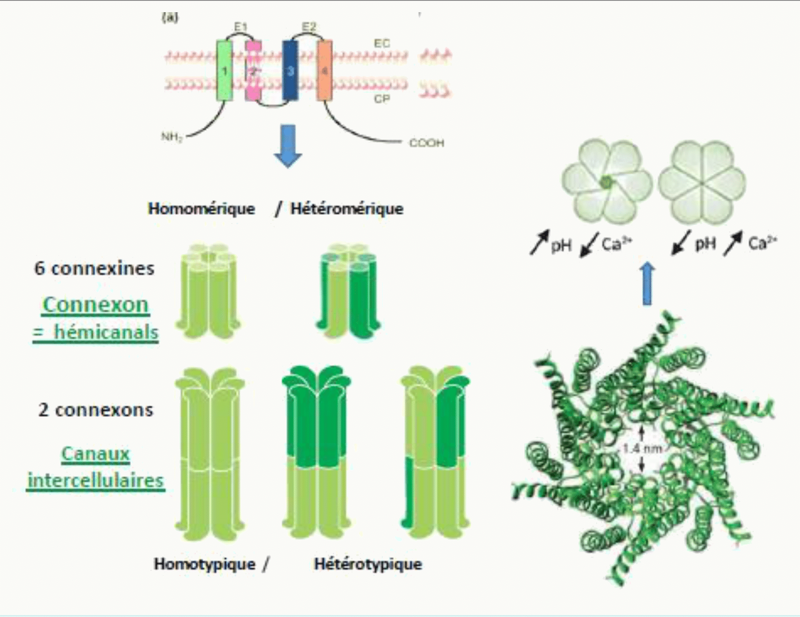 Connexons homomériques et hétéromériques, canaux intercellulaires et régulation par le calcium et le pH
