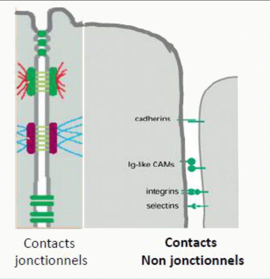 Contacts jonctionnels par cadhérines et contacts non jonctionnels par CAM de type Ig, intégrines et sélectines