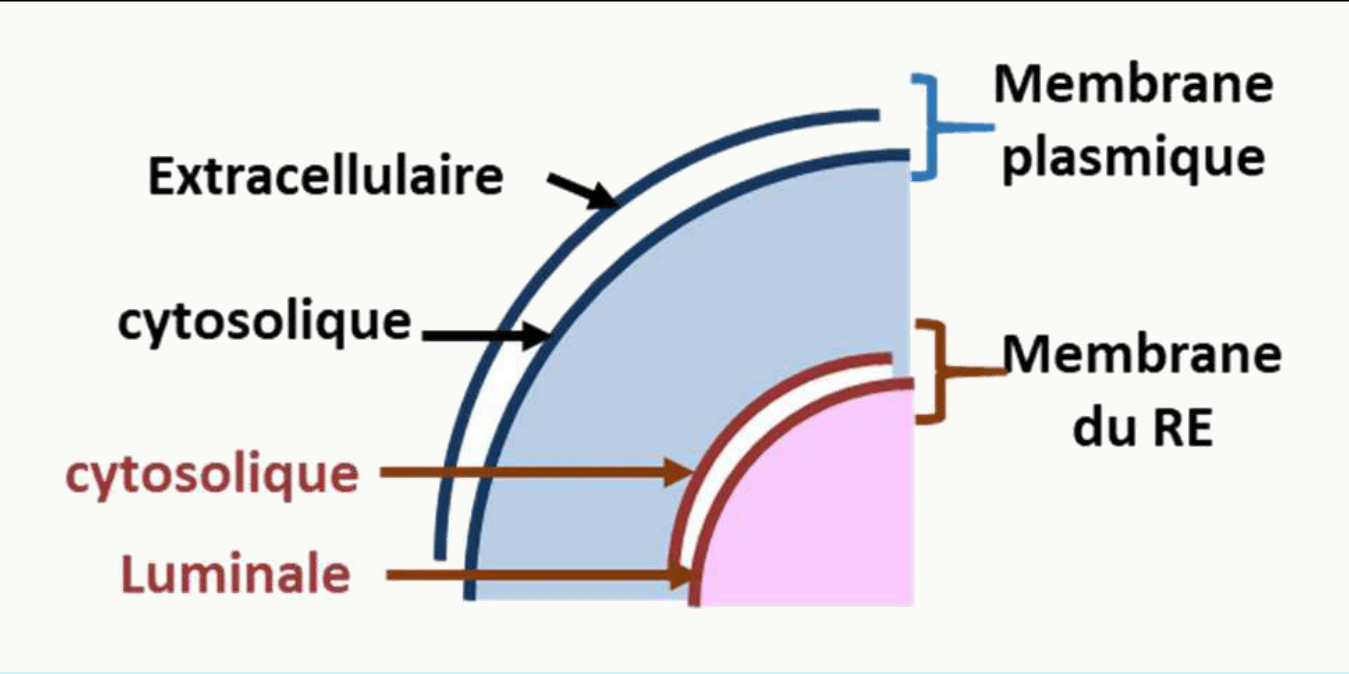 Continuité entre membrane plasmique et membrane du réticulum, avec les faces extracellulaire, luminale et cytosolique