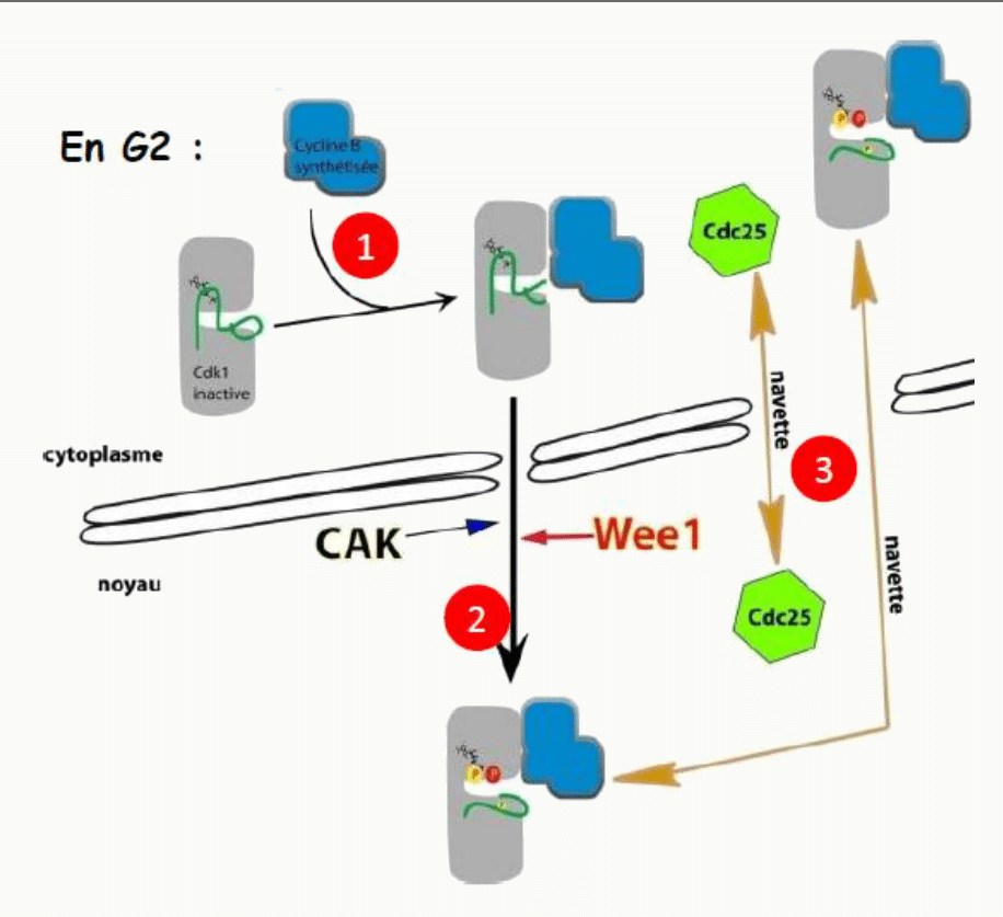 Contrôle de l'entrée en mitose en G2 par la CAK, la kinase Wee1 et la phosphatase Cdc25