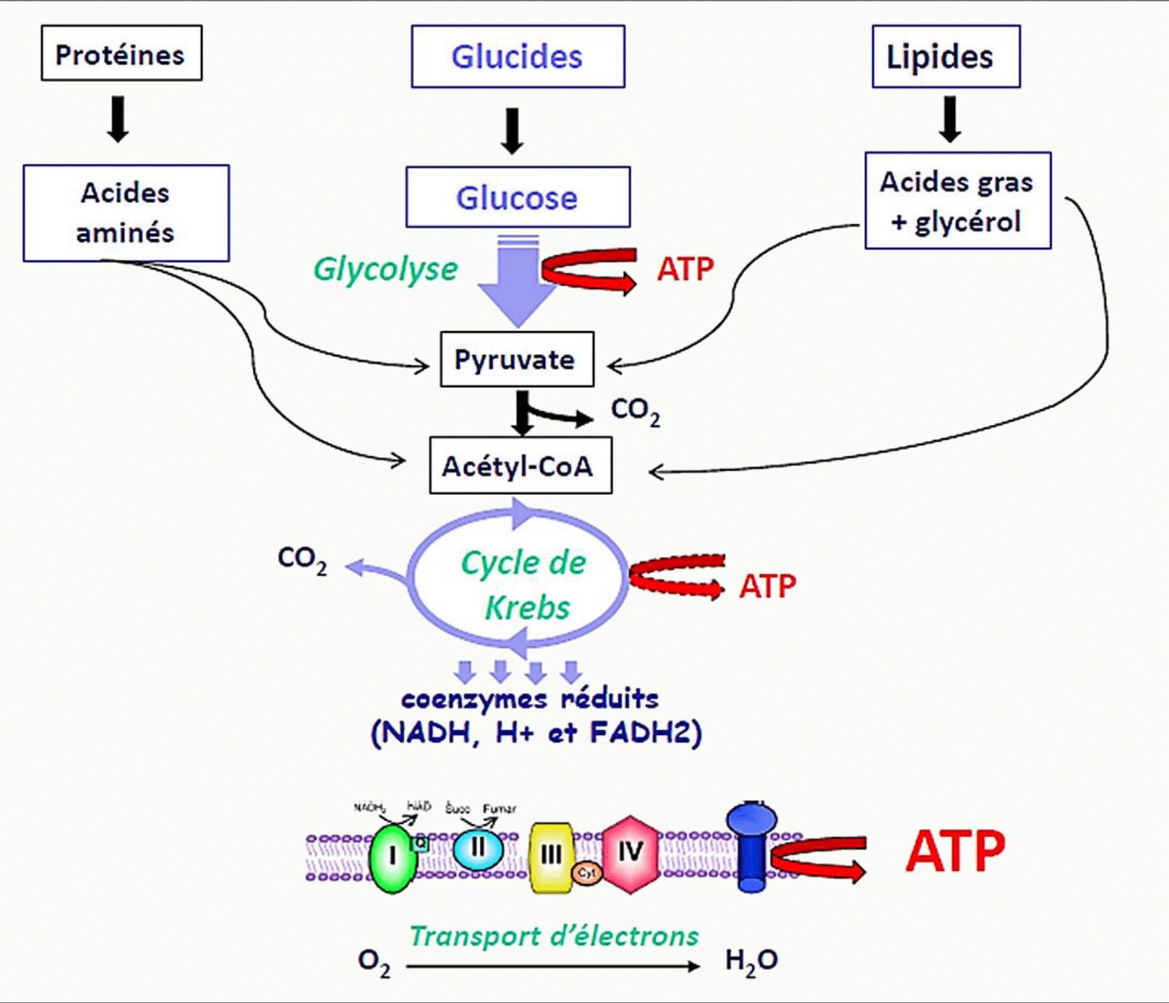 Convergence des glucides, lipides et protéines vers l'acétyl-CoA et la production d'ATP