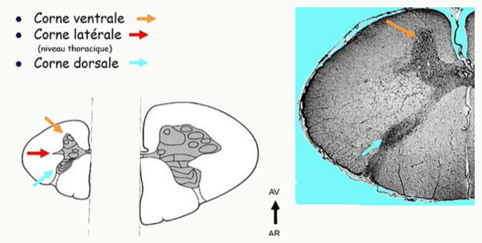 Cornes ventrale, latérale et dorsale de la substance grise médullaire