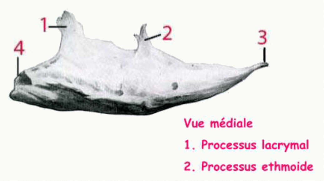 Cornet nasal inférieur en vue médiale avec ses processus lacrymal et ethmoïdal