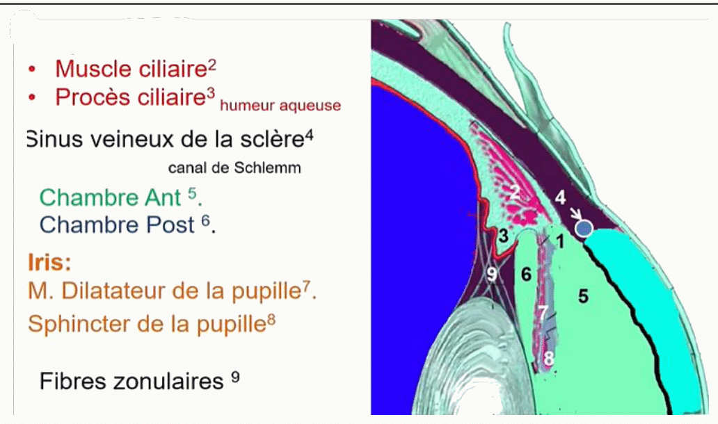 Corps ciliaire, procès ciliaires, iris et chambres antérieure et postérieure de l'œil
