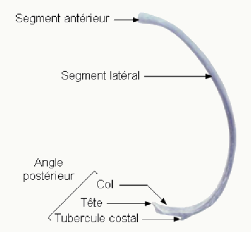 Côte type avec sa tête, son col, son tubercule costal, son angle postérieur et ses segments
