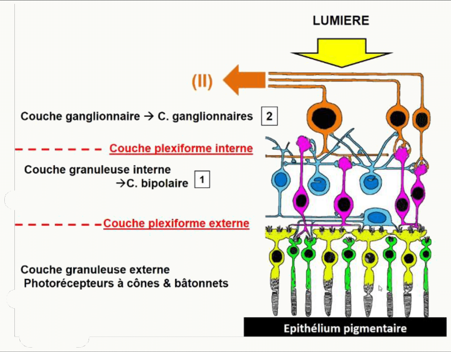 Couches de la rétine, des photorécepteurs à cônes et bâtonnets jusqu'aux cellules ganglionnaires