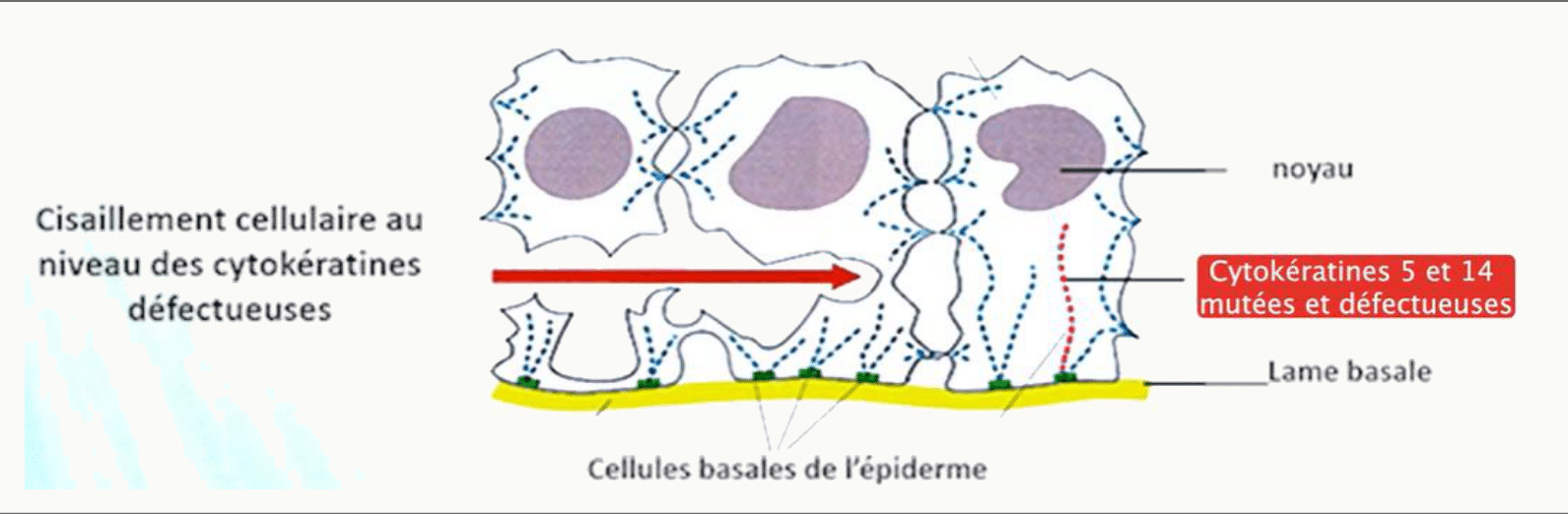 Coulissement des cellules d'un épithélium permis par le remodelage du cytosquelette