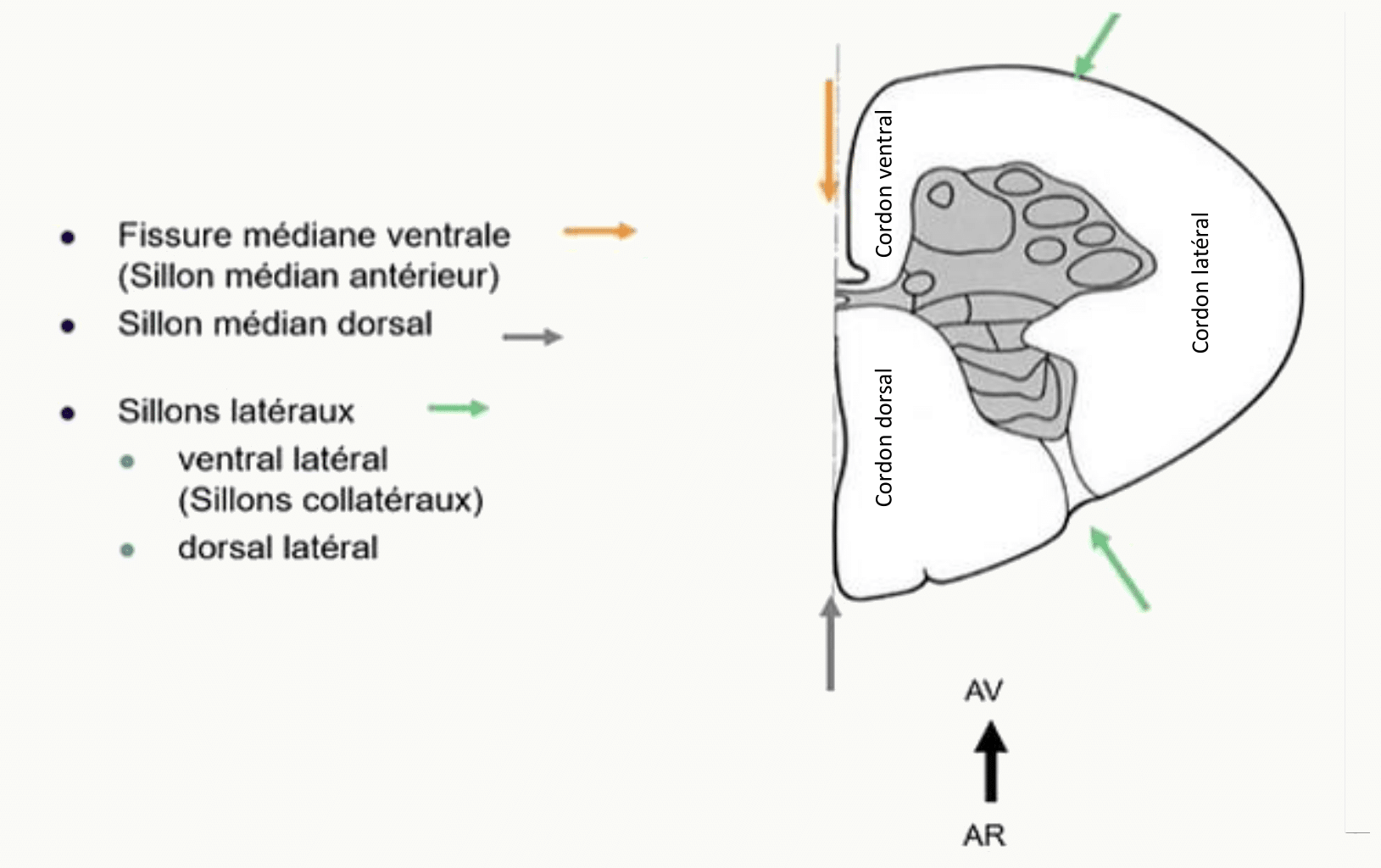 Coupe axiale de la moelle spinale avec sa fissure médiane ventrale et ses sillons