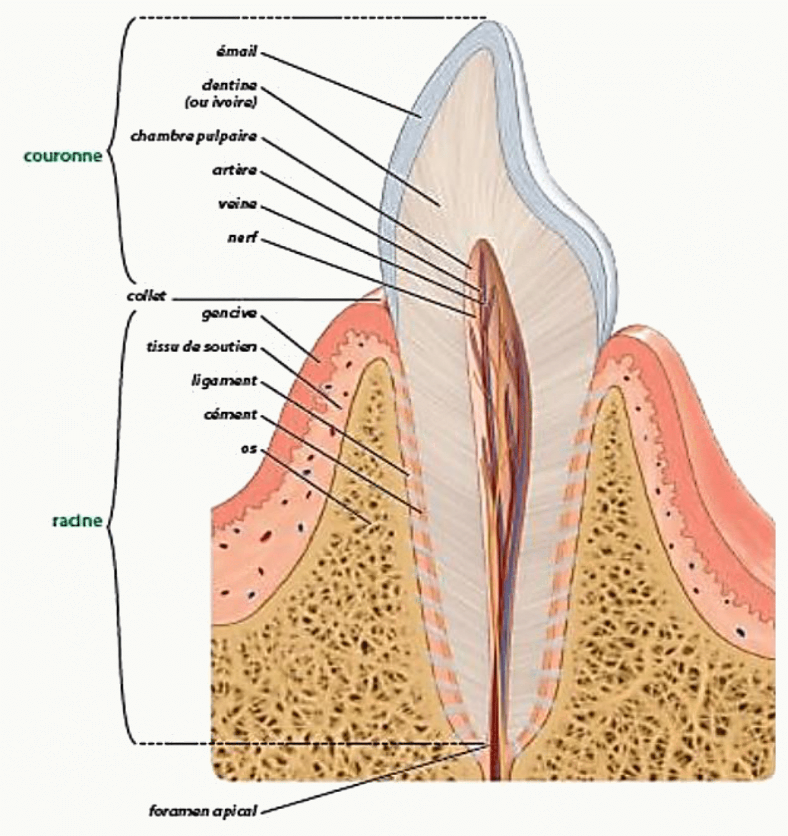 Coupe d'une dent : émail, dentine, cavité pulpaire, cément et ligament alvéolo-dentaire