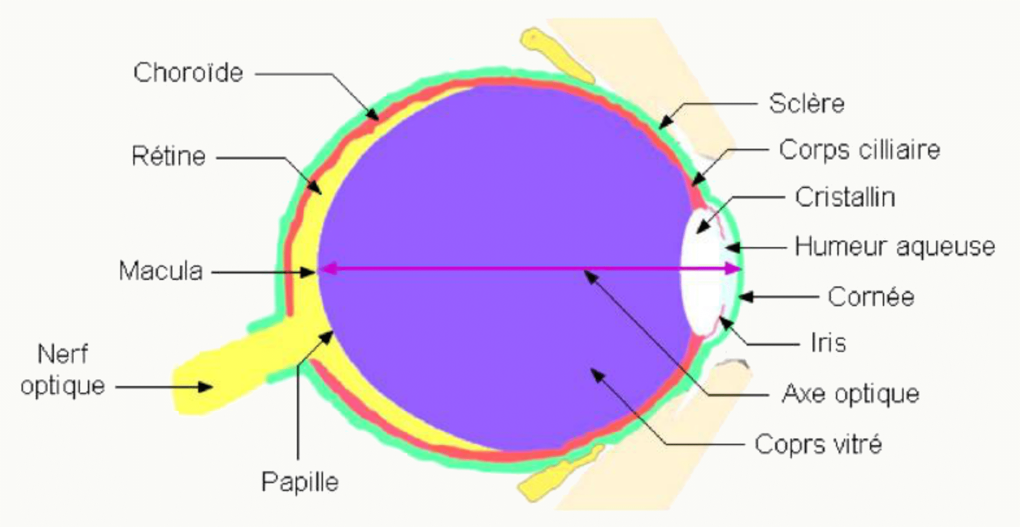 Coupe du globe oculaire légendée : cornée, iris, cristallin, rétine, macula, papille et nerf optique