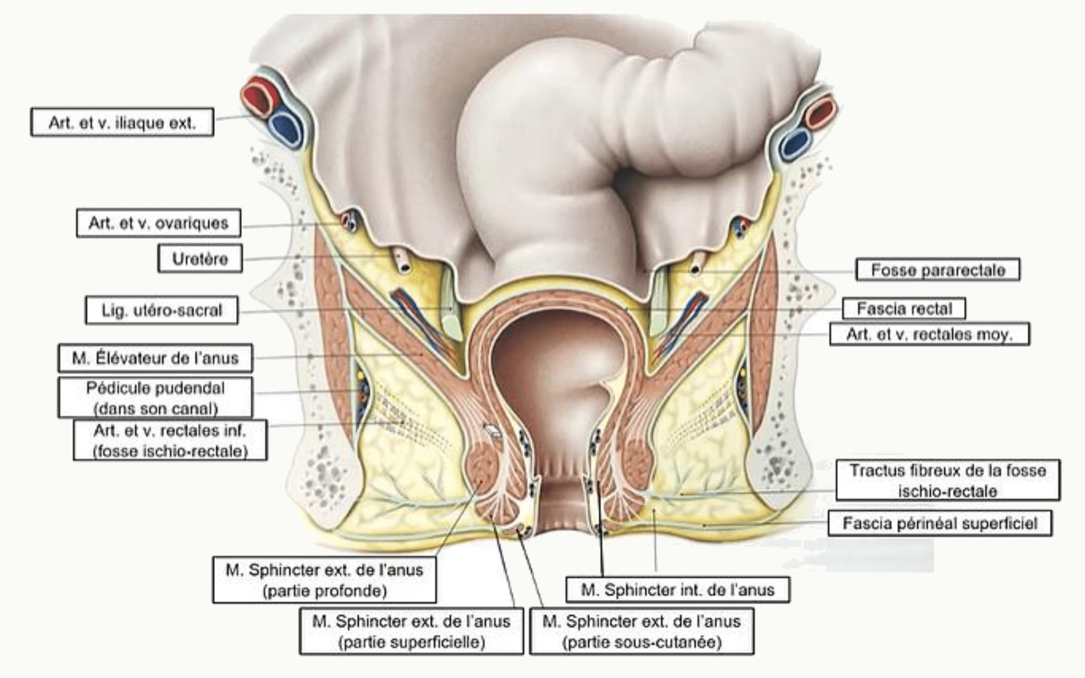 Coupe frontale du périnée montrant l'élévateur de l'anus et les sphincters