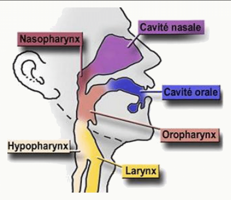 Coupe sagittale montrant la cavité nasale, la cavité orale, l'oropharynx et le larynx