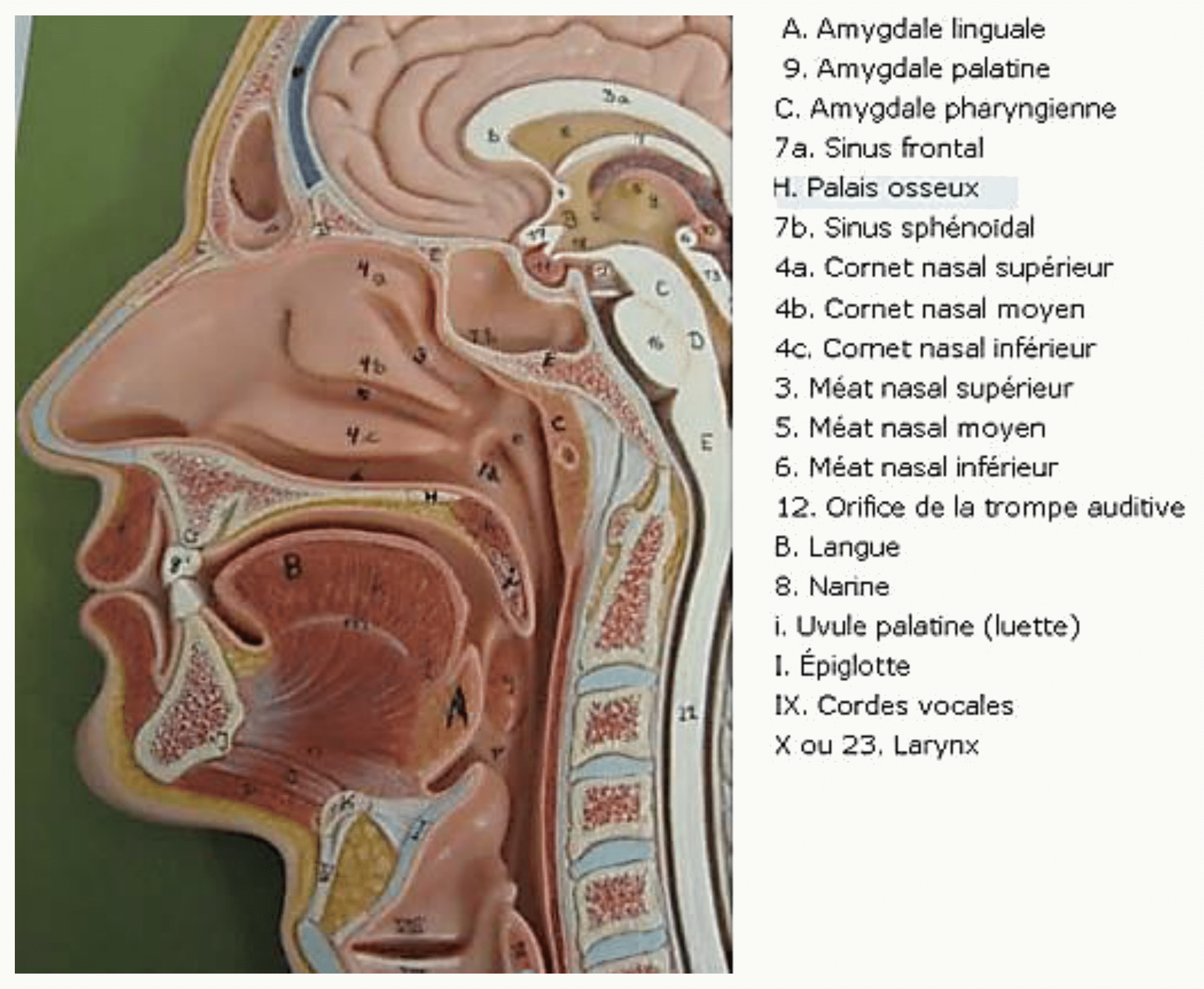Coupe sagittale de la tête montrant les amygdales, l'épiglotte et le larynx