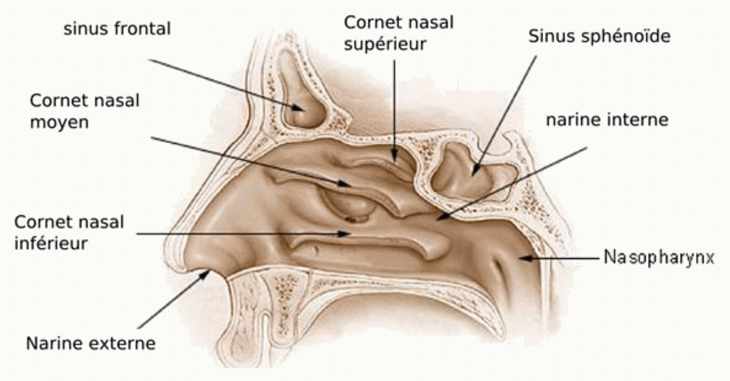 Coupe sagittale montrant les cornets nasaux, le sinus frontal et le nasopharynx