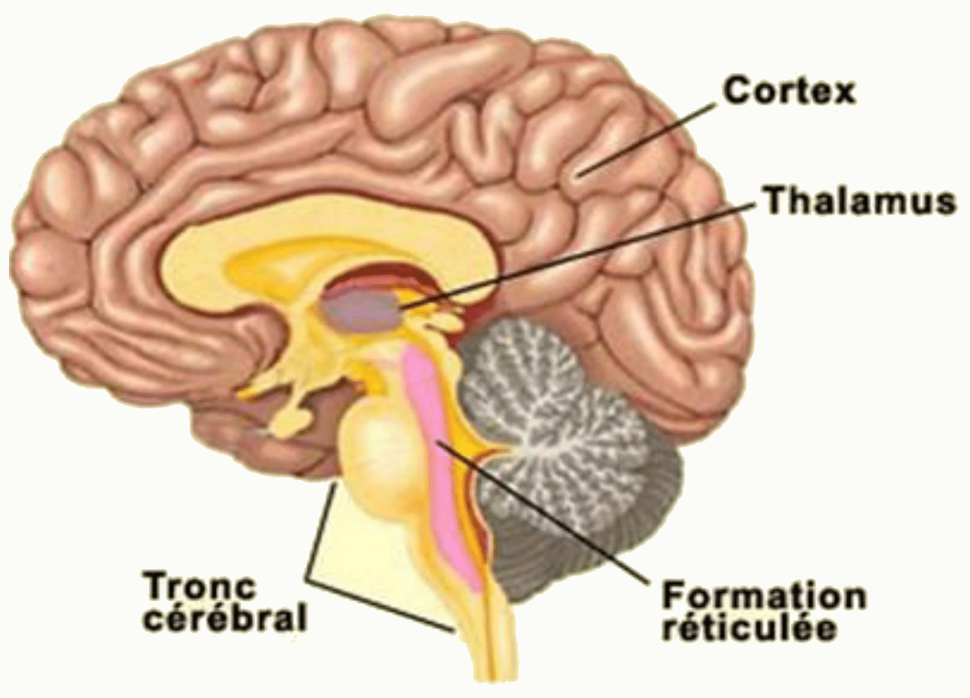 Coupe sagittale de l'encéphale montrant le cortex, le thalamus, le tronc cérébral et la formation réticulée