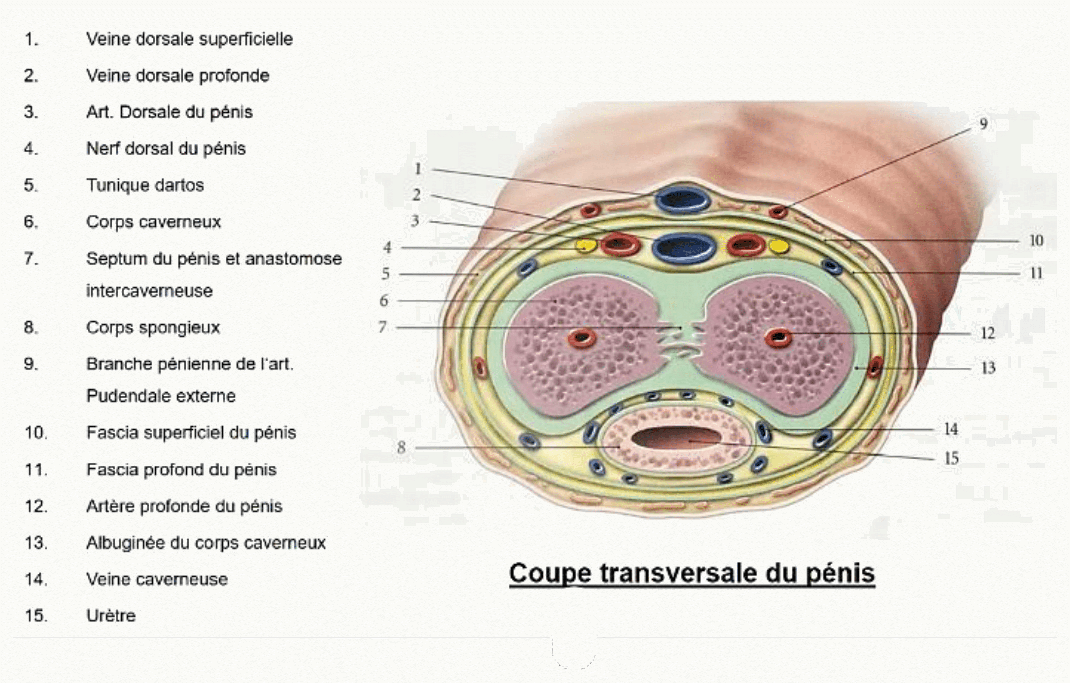 Coupe transversale du pénis montrant les corps érectiles, l'urètre et les enveloppes