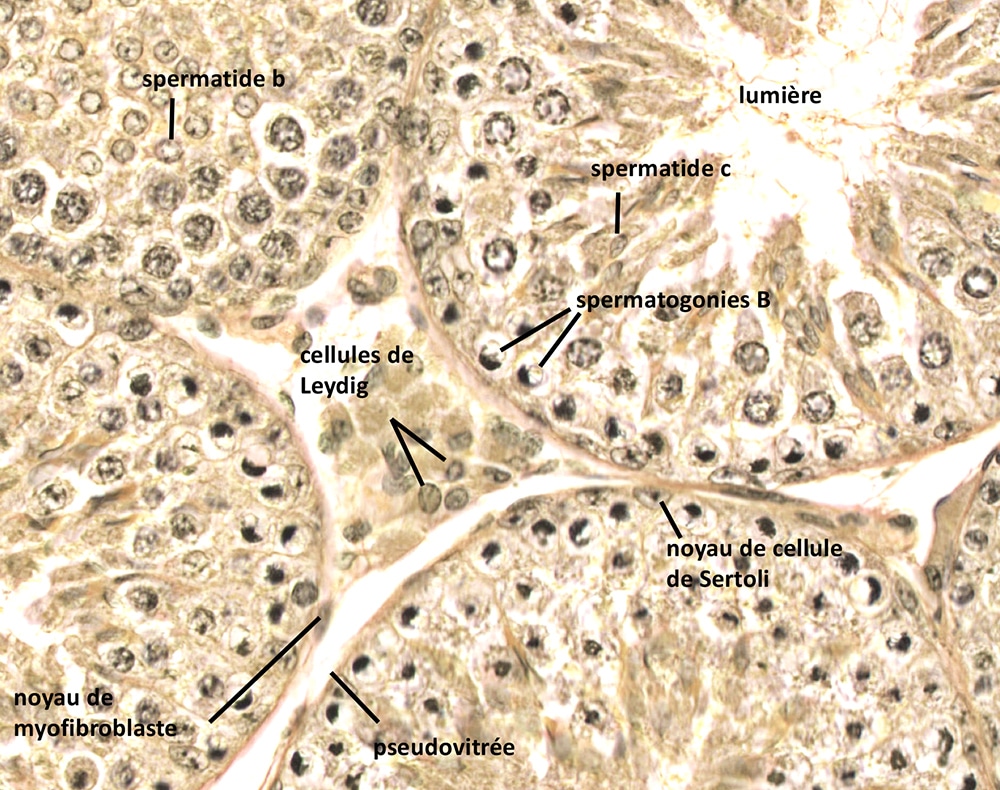 Coupe d'un tube séminifère : gaine péritubulaire, épithélium séminal (cellules germinales et de Sertoli), tissu interstitiel