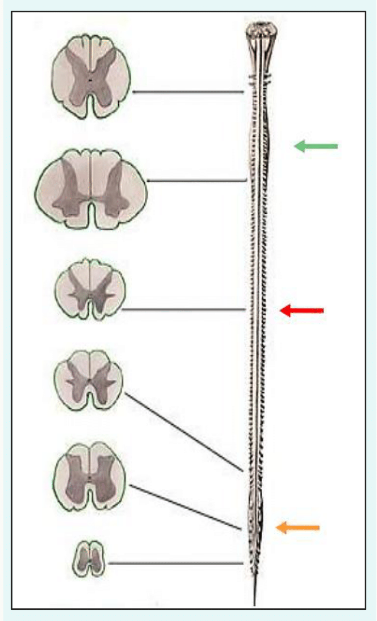 Coupes étagées de la moelle spinale, du niveau cervical au niveau sacré