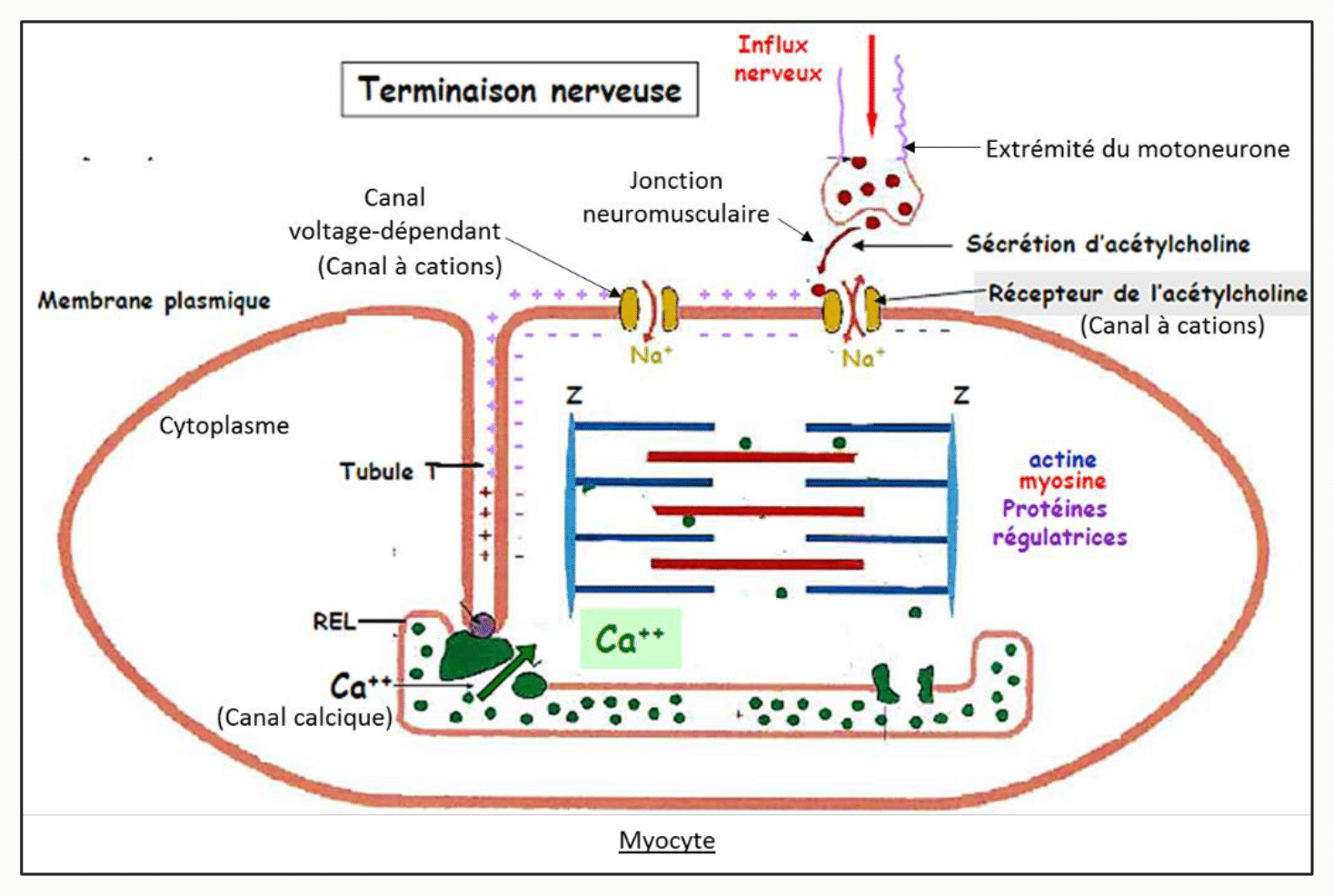 Couplage excitation-contraction : de la terminaison nerveuse au tubule T puis à la libération du calcium
