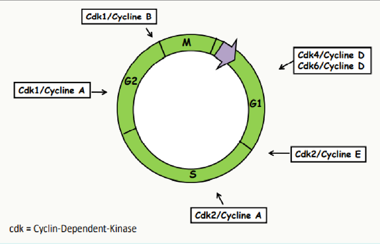Couples CDK-cycline associés à chaque phase du cycle cellulaire