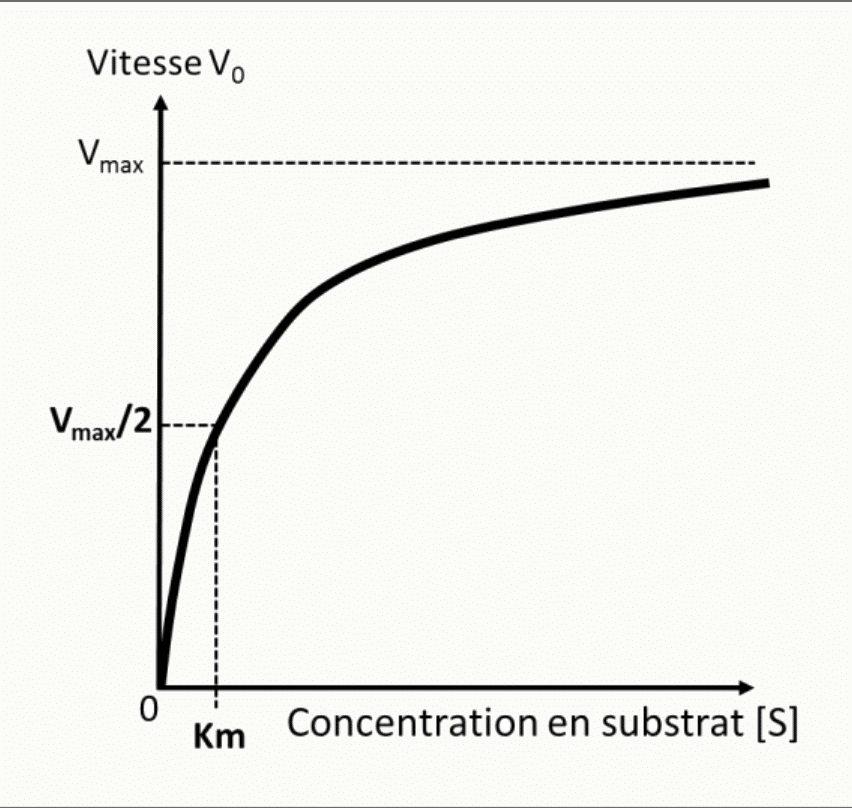 Courbe de Michaelis-Menten : vitesse initiale en fonction de la concentration en substrat, avec Vmax et Km