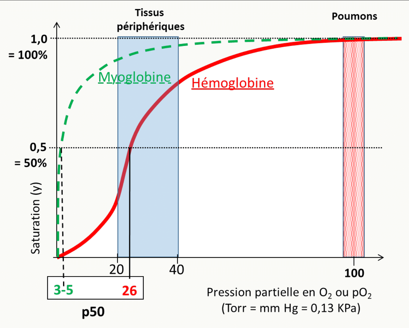Courbes de saturation de la myoglobine et de l'hémoglobine en fonction de la pression partielle en oxygène