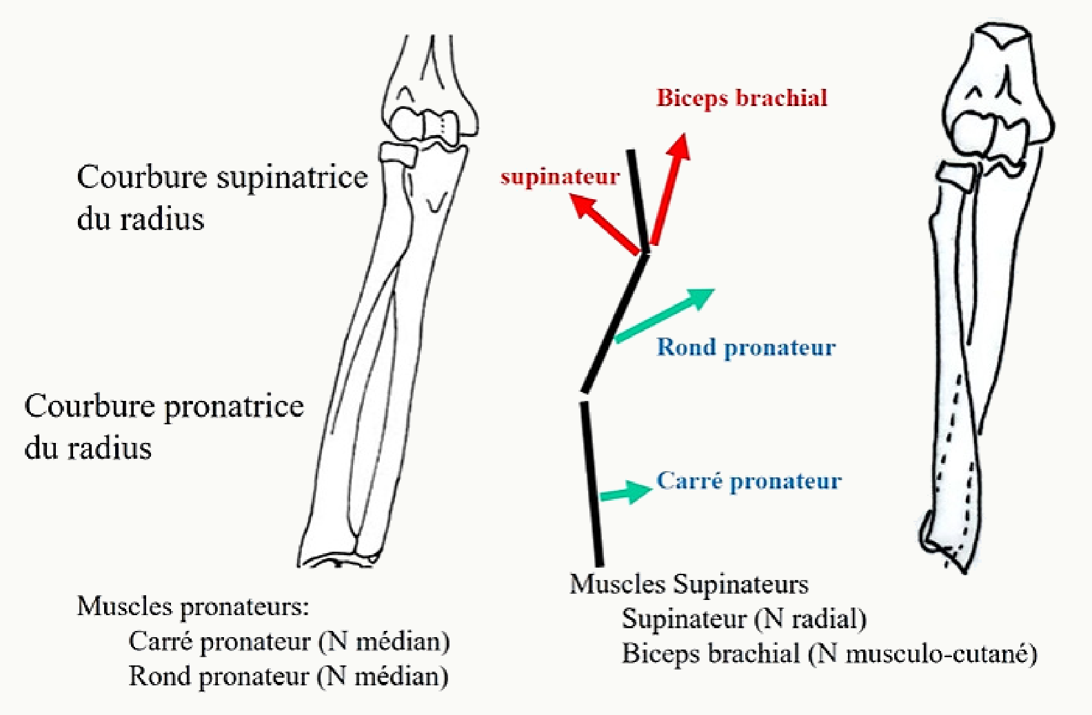 Courbures supinatrice et pronatrice du radius et muscles pronateurs et supinateurs