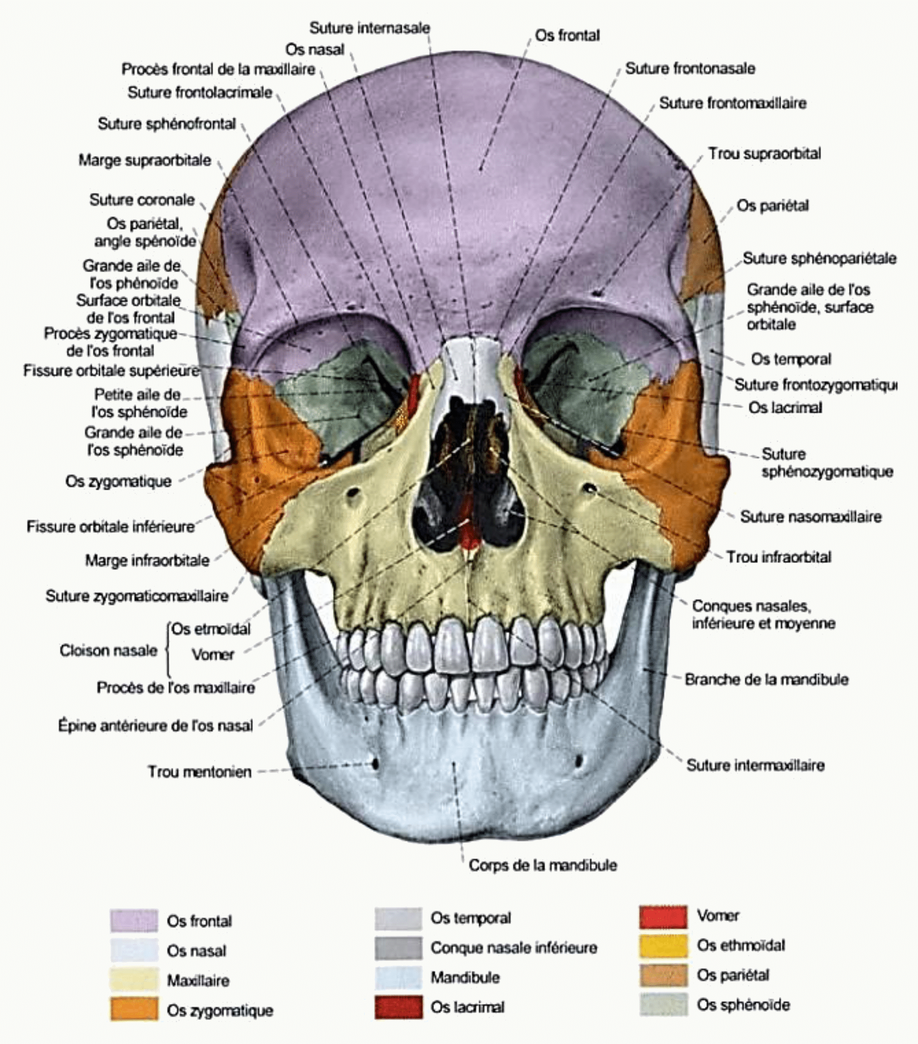 Crâne en vue antérieure avec l'ensemble de ses os et de ses sutures légendés