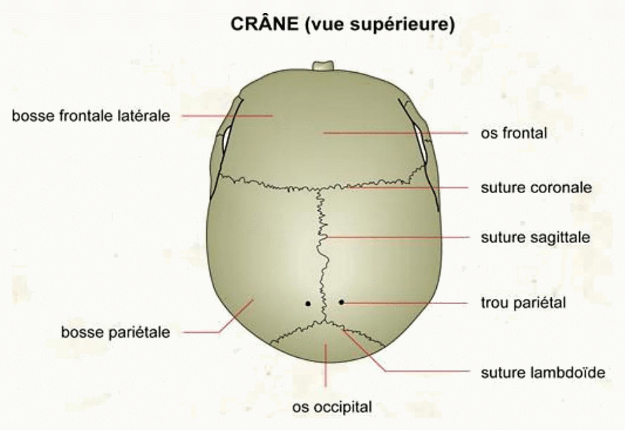 Crâne vu de dessus avec les sutures coronale, sagittale et lambdoïde et le trou pariétal