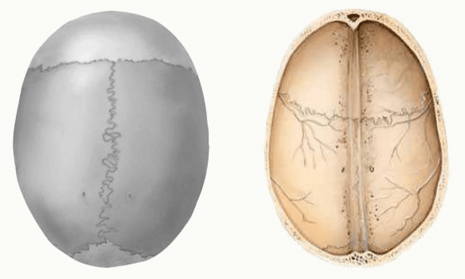 Crâne vu de dessus et de profil, surface osseuse et sutures