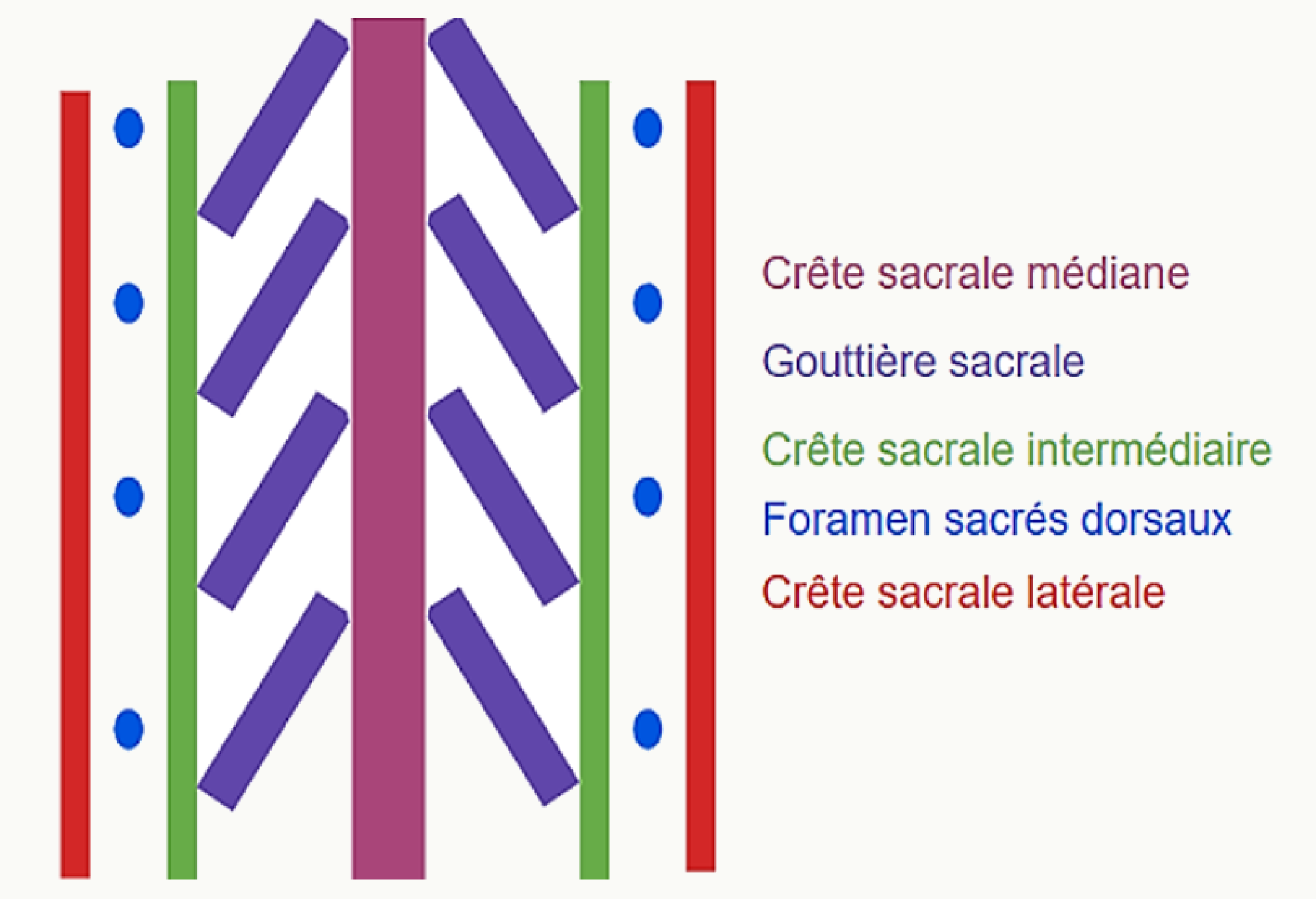Schéma des crêtes sacrales et des foramens sacrés dorsaux