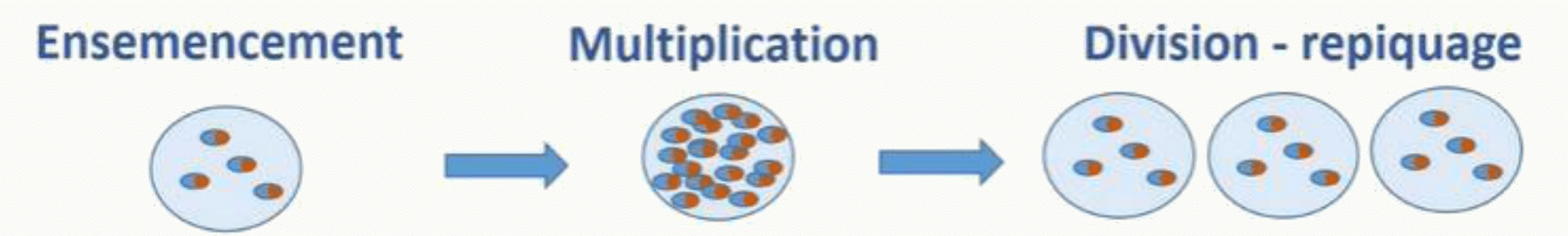 Étapes de la culture cellulaire : ensemencement, multiplication des cellules puis repiquage