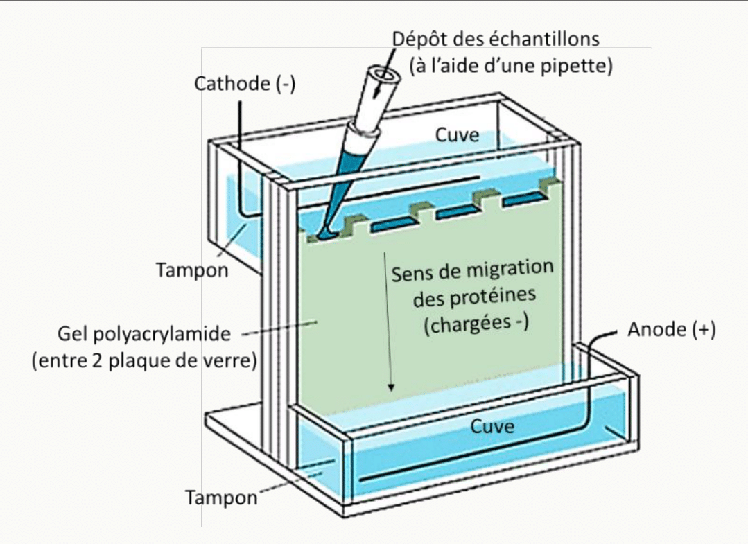 Cuve d'électrophorèse avec son gel de polyacrylamide, sa cathode et son anode