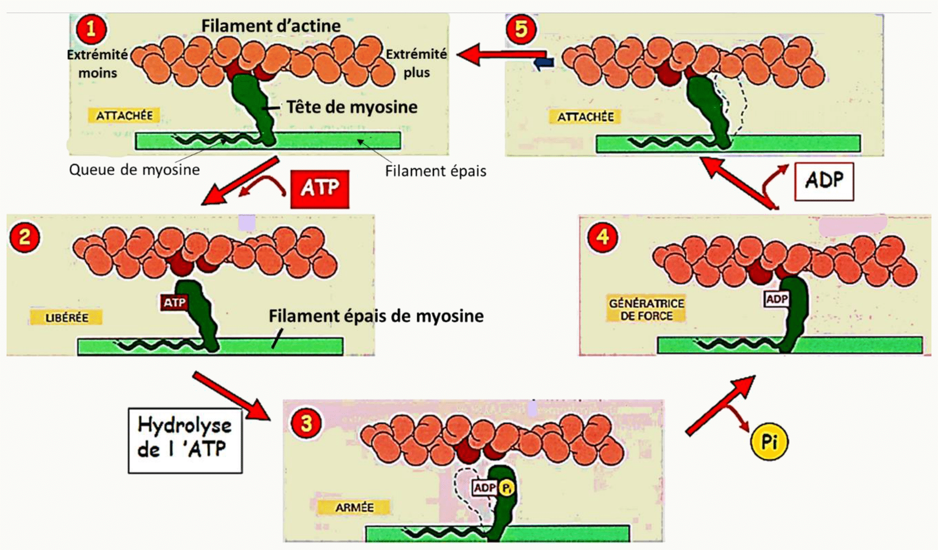 Cycle actine-myosine : fixation, hydrolyse de l'ATP, pivotement de la tête puis détachement