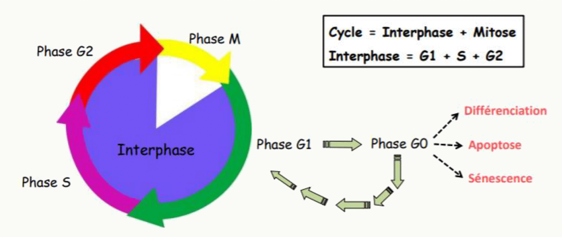 Cycle cellulaire divisé en interphase (G1, S, G2) et mitose, avec la sortie en G0