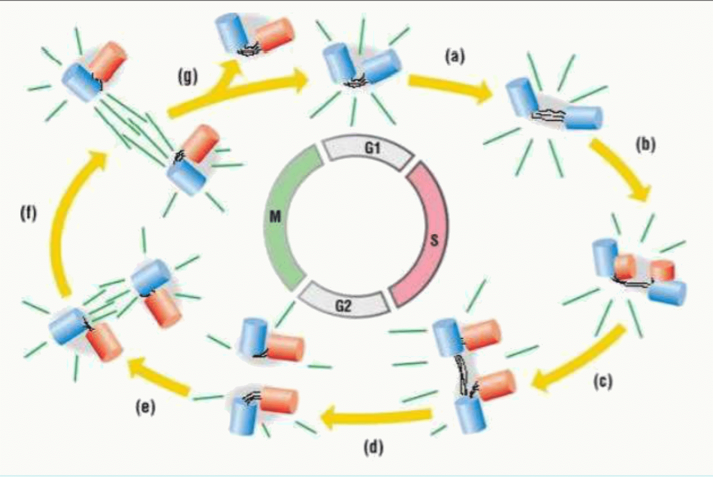 Cycle centriolaire et duplication des centrioles en parallèle du cycle cellulaire