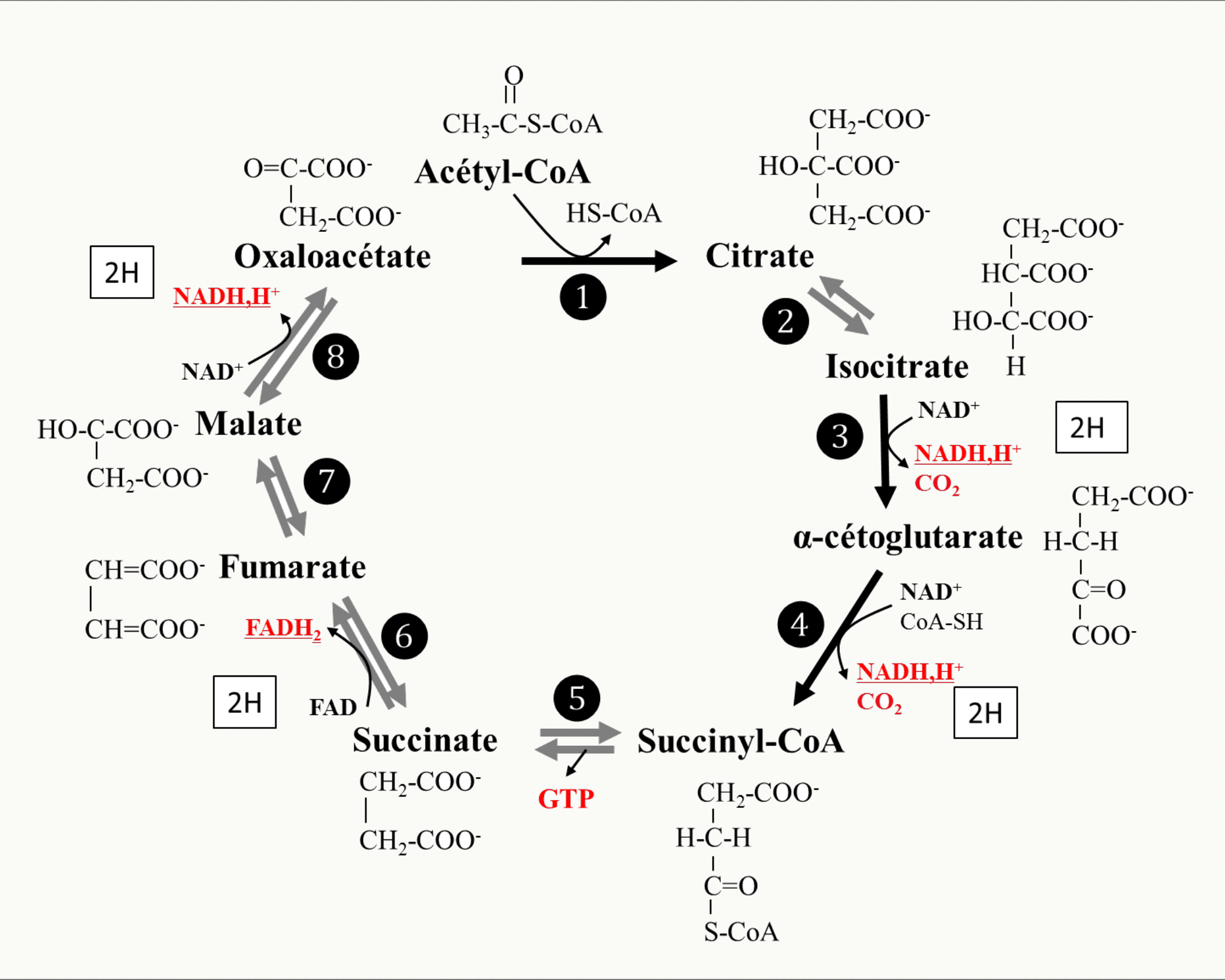 Vue d'ensemble du cycle de Krebs et de ses huit étapes, du citrate à l'oxaloacétate