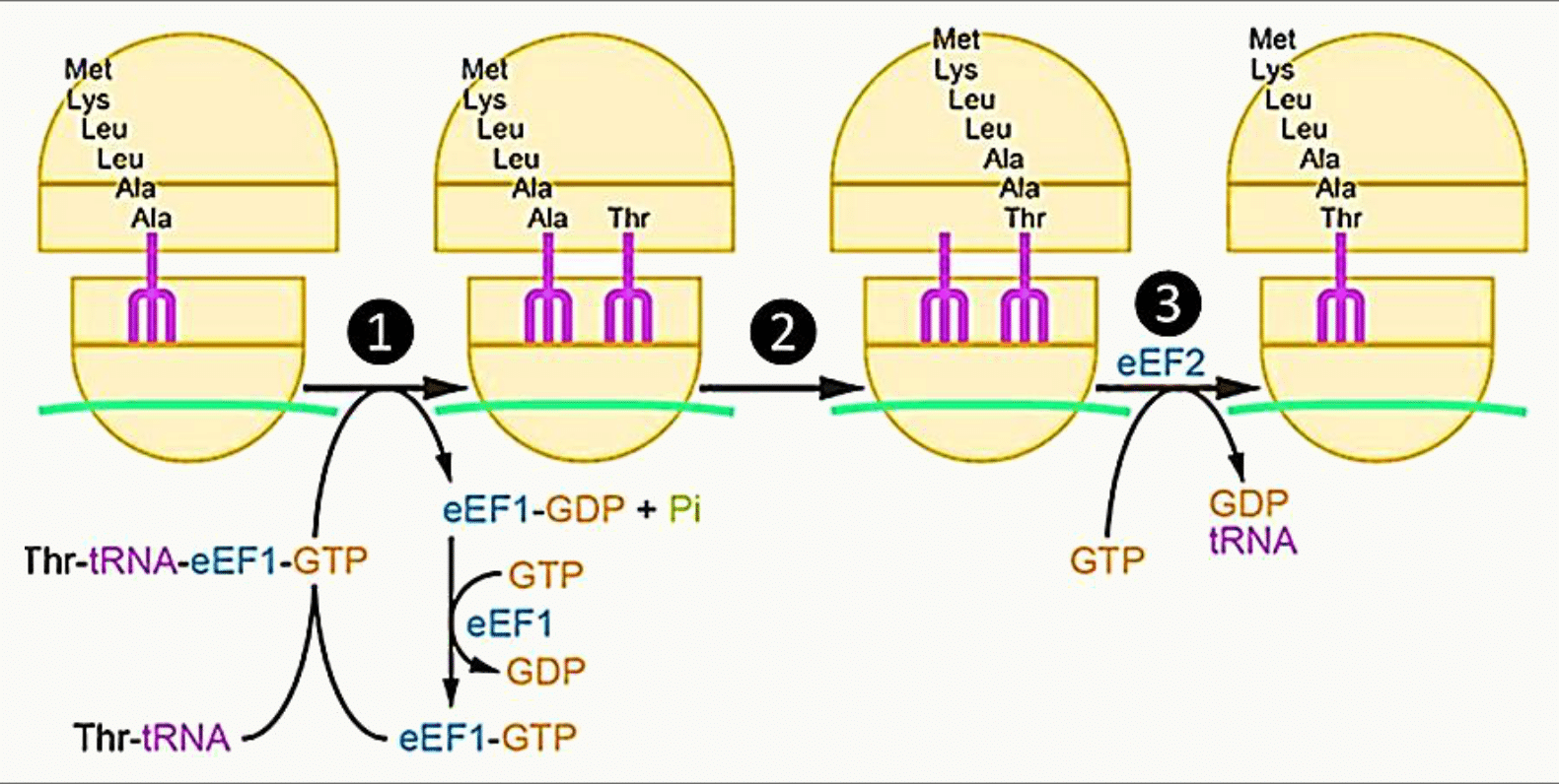 Cycle d'élongation de la traduction avec les facteurs eEF1 et eEF2 et l'hydrolyse du GTP