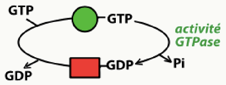 Cycle GTP-GDP et activité GTPase gouvernant les protéines de la dynamique mitochondriale