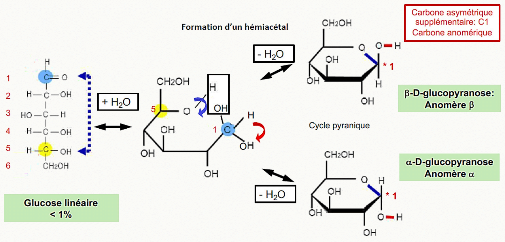 Cyclisation du glucose en hémiacétal et formation des anomères alpha et bêta