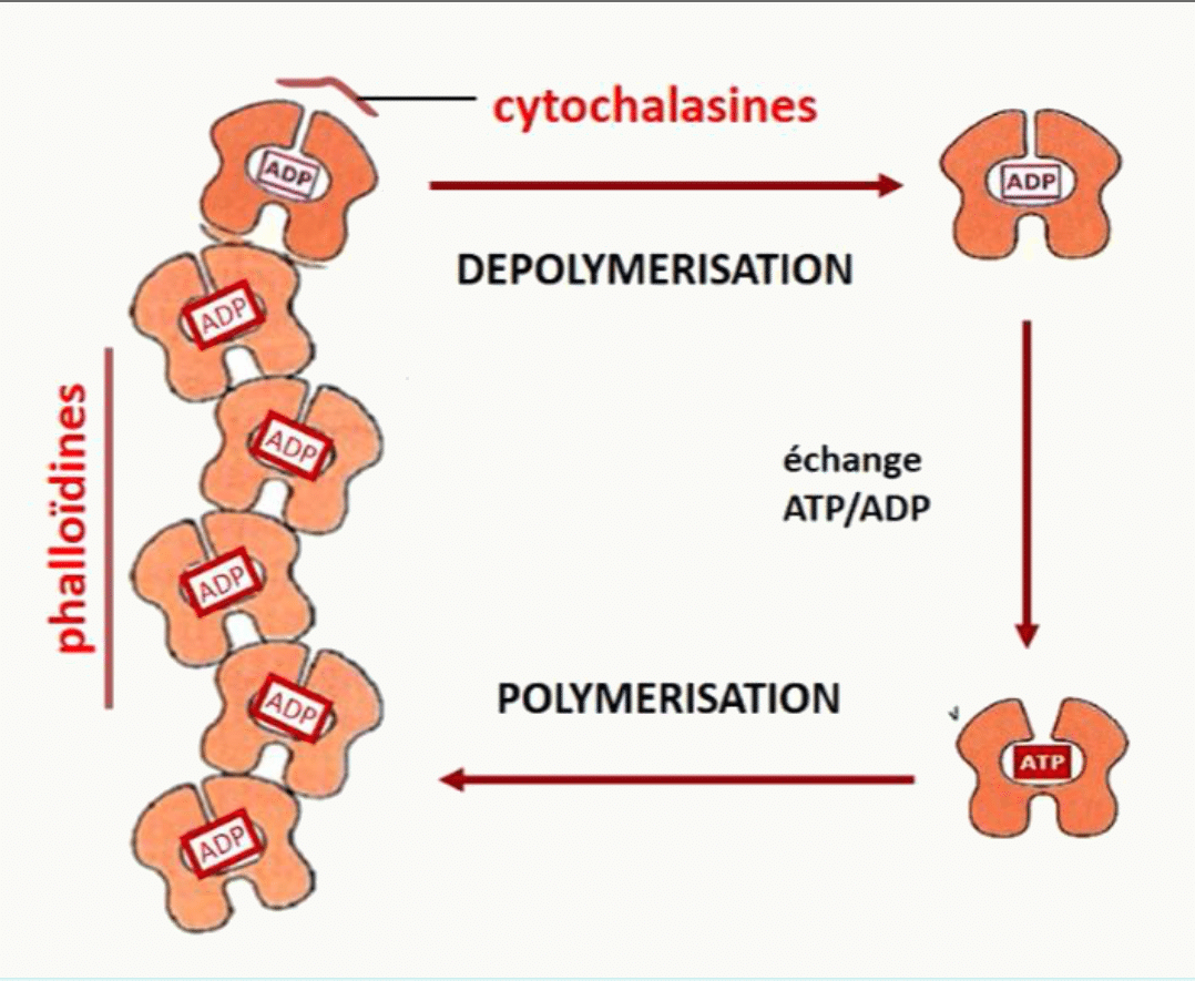Action des cytochalasines et des phalloïdines sur la polymérisation et la dépolymérisation de l'actine