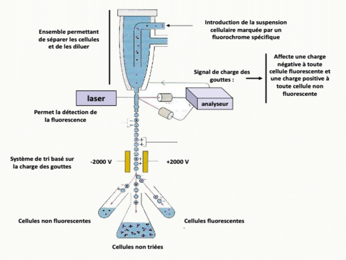 Principe de la cytométrie en flux appliquée à la mesure de la quantité d'ADN par cellule
